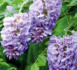 数十朵葡萄状的紫色花簇悬挂在紫水晶瀑布紫藤上爱游戏在线登入