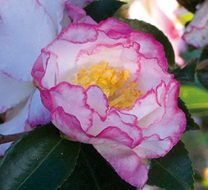 灵感10月魔法山茶花在白色与粉红色的花瓣
