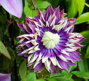 针叶铁线莲，花瓣呈紫色，顶端为乳白色，叶中心为亮绿色