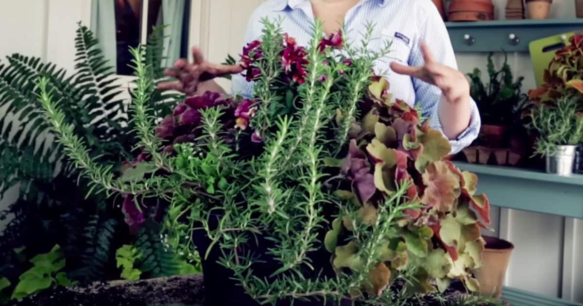 如何为你的露台餐桌种植一个容器花园爱游戏在线登入