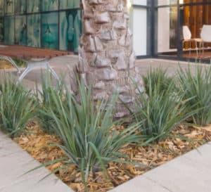 Coolvista Danella围绕着一棵棕榈树在办公大楼前