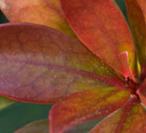 “青铜美人”的新芽呈红色，靠近茎部呈淡绿色