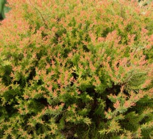 特写的消防队长Arborvitae的橙色到绿色的细纹理树叶