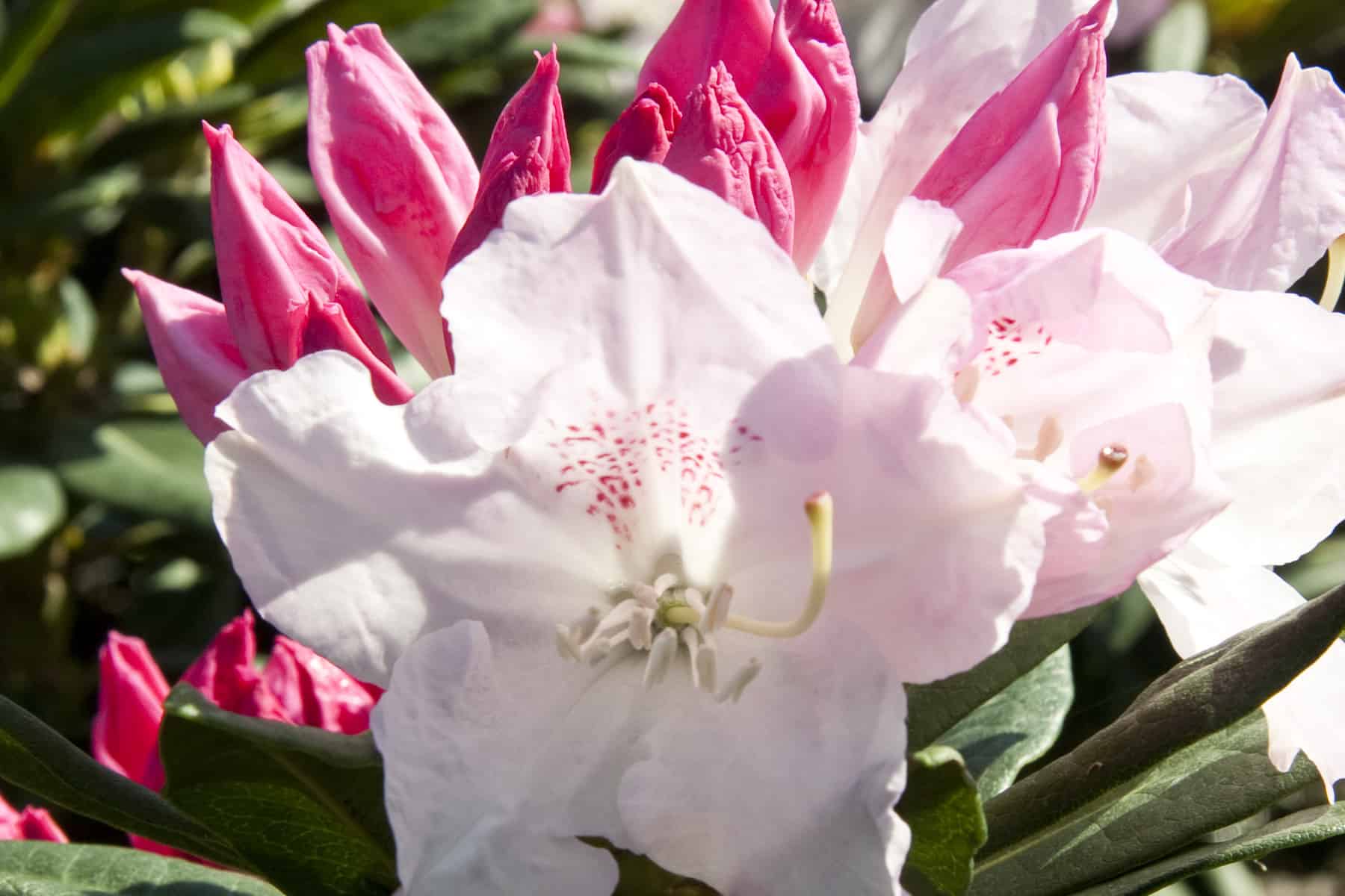 明亮的粉红色花蕾与开放的格蕾丝索斯盖特杜鹃花白色花瓣与粉红色的雀斑