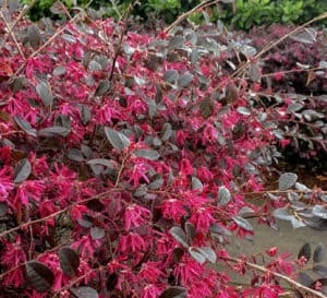 Loropetalum灌木与鲜红的花