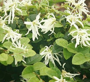 Emerald Snow Loropetalum, white flowers with green leaves