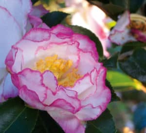 灵感十月魔法山茶花，白色，粉红色花瓣镶边