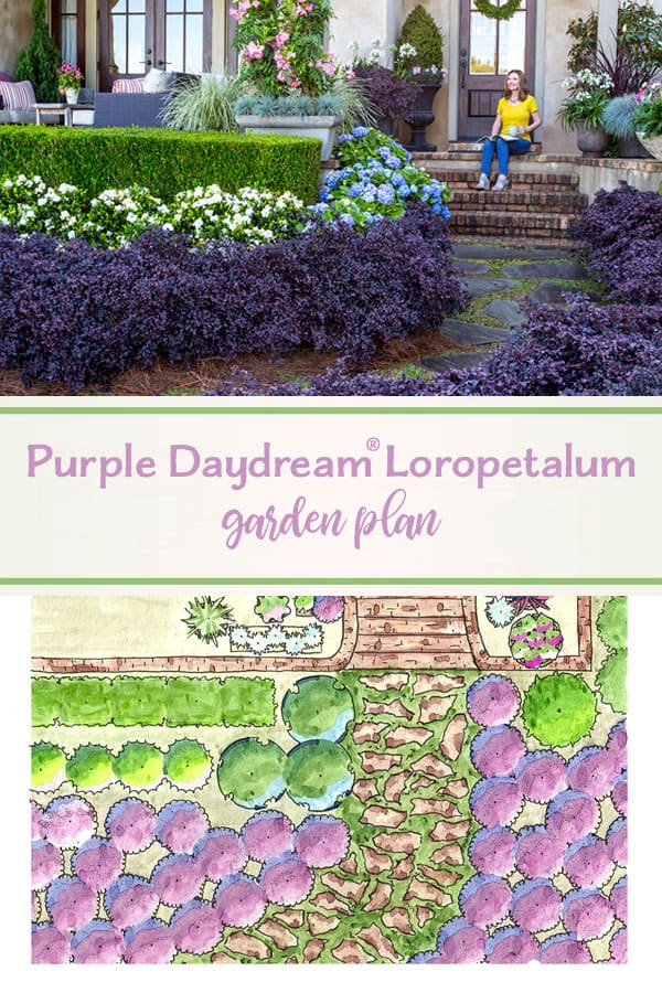 用紫色白日梦Loropetalum创建一个奢华的撤退。