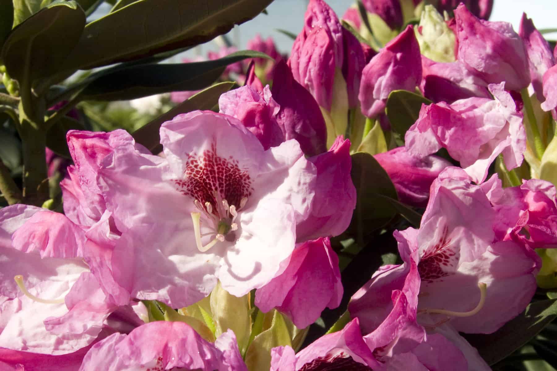 光辉:索斯盖特杜鹃花的粉红色到白色的大花，有红色的雀斑
