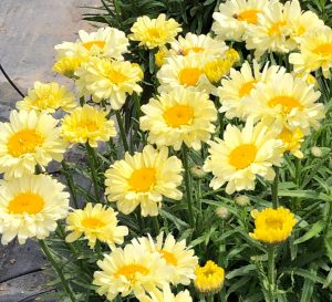 真正的奶油leucanthemum