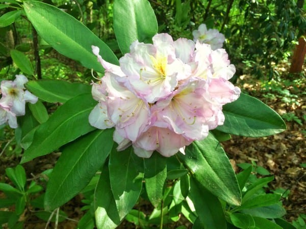 脾气暴躁的园丁的粉红色爱游戏在线登入和白色杜鹃花被命名为“卡罗琳”