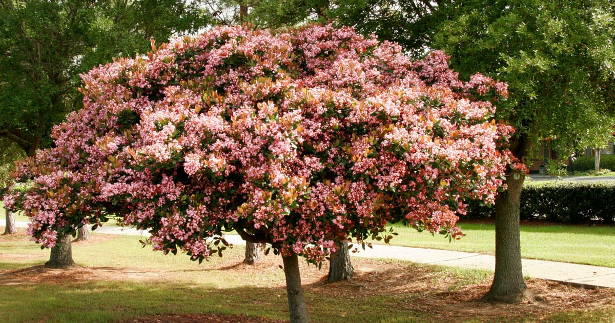 Rosalinda®印度霍桑新叶明亮，呈青铜色，成年叶大小较大。这种植物最适合沿海气候，春天会开出大朵深粉色的芳香花朵。