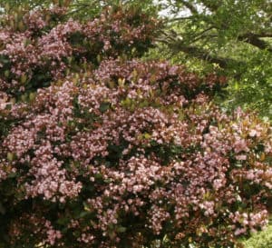 印度霍桑灌木，深粉色芳香的花朵