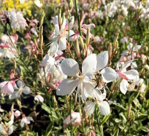 银树喷泉gaura walbertons