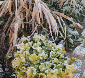草和多年生植物在冬季有霜冻