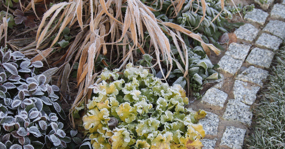 草和多年生植物在冬季有霜冻