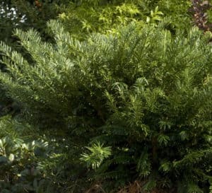 深绿色到真正的绿色针叶，自然非常紧凑。枝条从植物中心向外缓慢向上生长，有点像一个宽花瓶的形状。